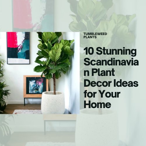 10 Stunning Scandinavian Plant Decor Ideas for Your Home - Tumbleweed Plants