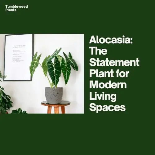 Alocasia: The Statement Plant for Modern Living Spaces