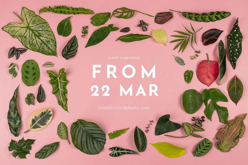 A NEW PLANT SHOPPING EXPERIENCE FROM 22 MARCH! - Tumbleweed Plants