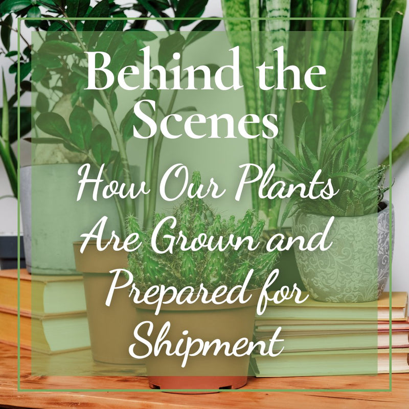 Behind the Scenes: How Our Plants Are Grown and Prepared for Delivery - Tumbleweed Plants
