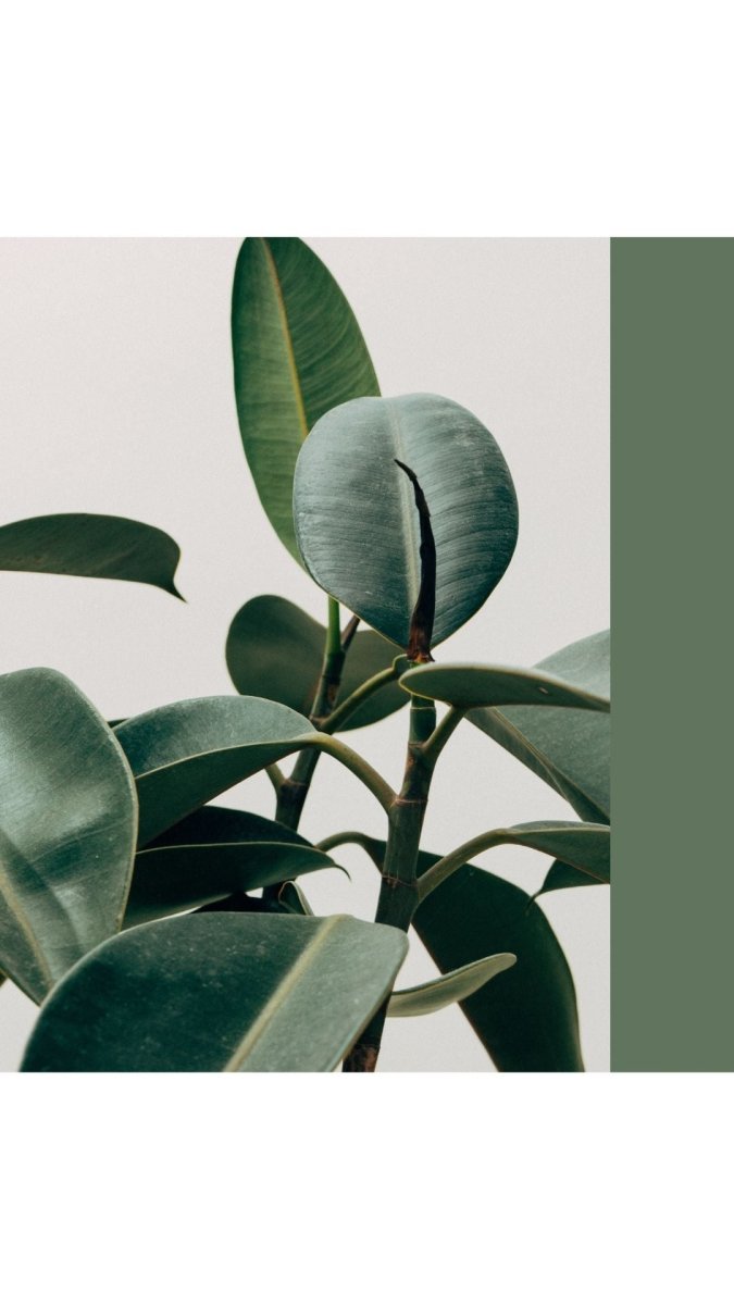 Best Plants to Give As Housewarming Gifts - Tumbleweed Plants