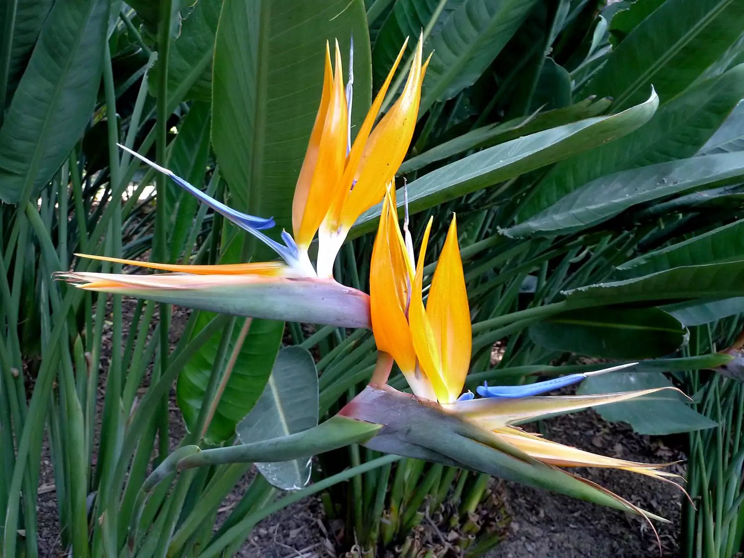 Bird Of Paradise Plant