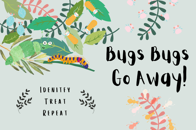 Bugs Bugs! Go Away! (Part 1 - Identify and Treat) - Tumbleweed Plants
