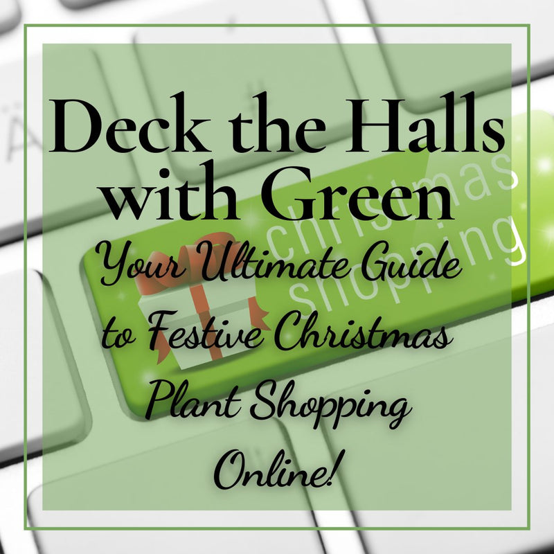 Deck the Halls with Green: Your Ultimate Guide to Festive Christmas Plant Shopping Online! - Tumbleweed Plants