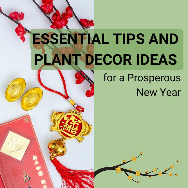 Essential Tips and Plant Decor Ideas for a Prosperous New Year - Tumbleweed Plants