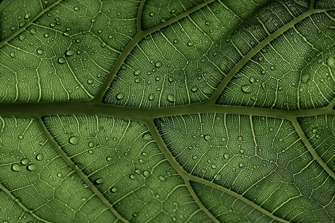 Ficus 101: How to Choose and Care for Your Fig Plant - Tumbleweed Plants
