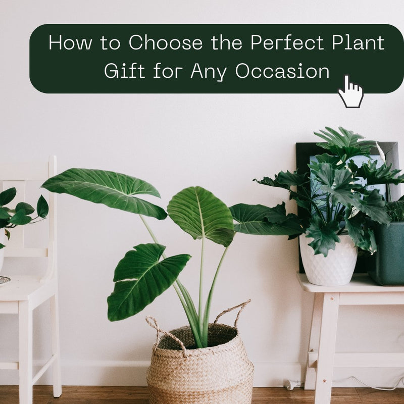 How to Choose the Perfect Plant Gift for Any Occasion - Tumbleweed Plants