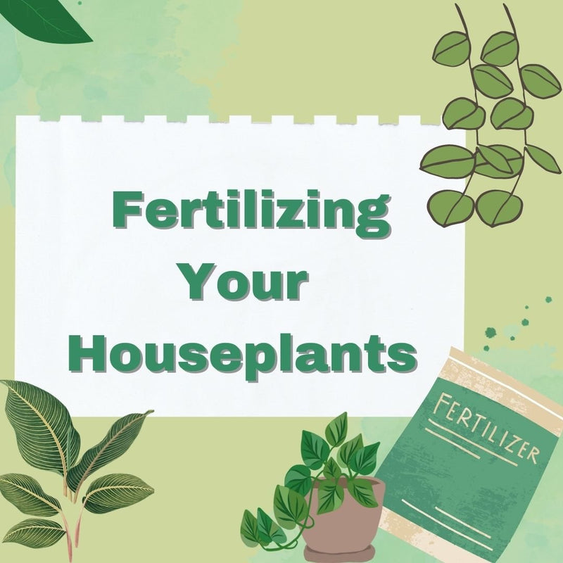 How to Give Your Houseplants the Nutrients They Need - Tumbleweed Plants