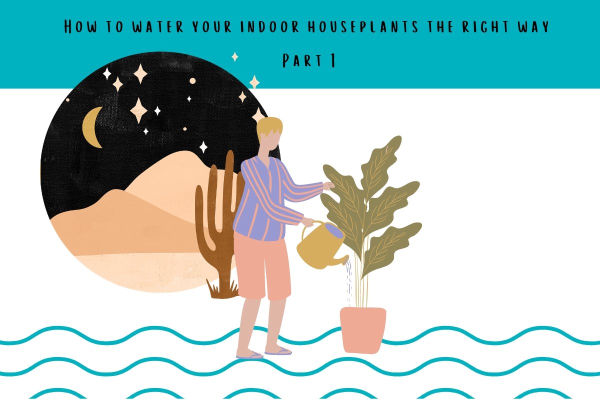 How to water your indoor houseplants the right way - Part 1 - Tumbleweed Plants
