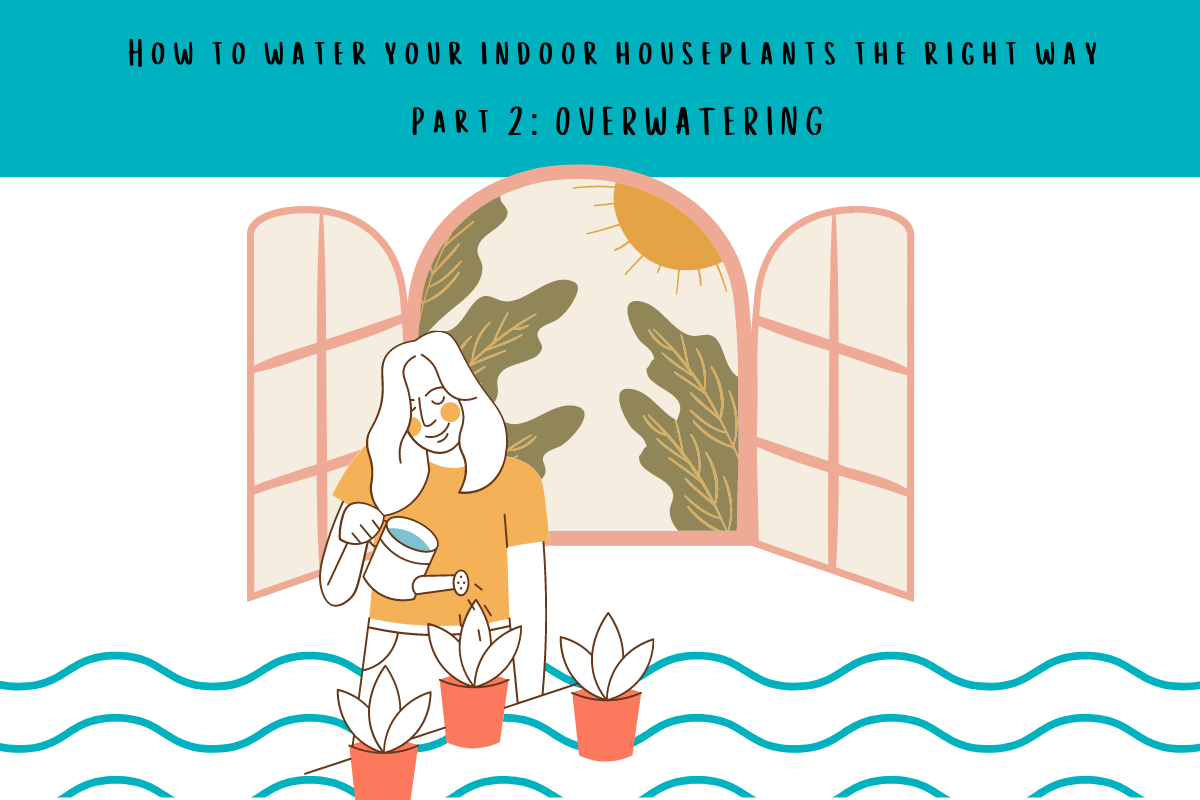 How to water your indoor houseplants the right way - Part 2: OVERWATERING - Tumbleweed Plants