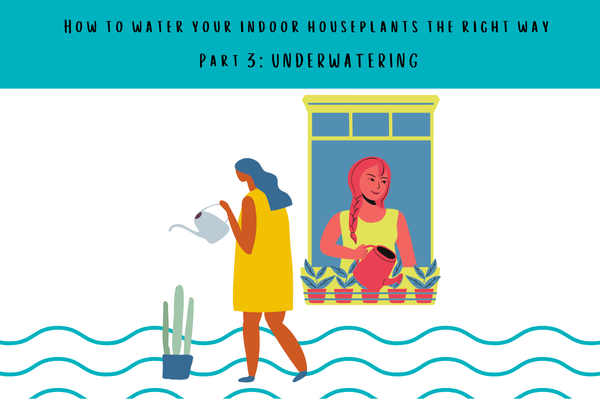 How to water your indoor houseplants the right way - Part 3: UNDERWATERING - Tumbleweed Plants