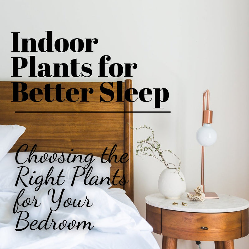 Indoor Plants for Better Sleep: Choosing the Right Plants for Your Bedroom - Tumbleweed Plants