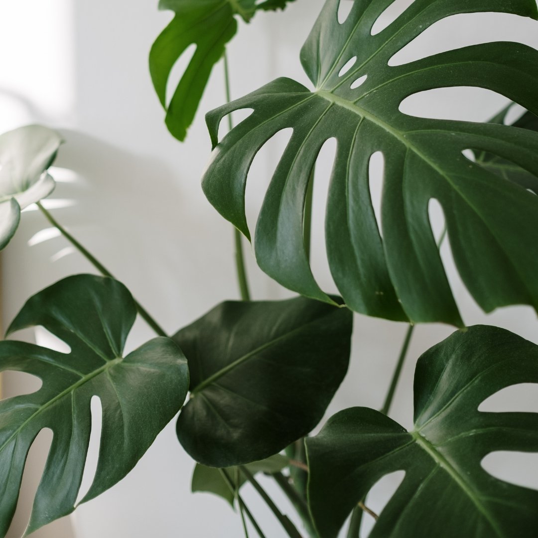 Make Your Living Room Pop with Perfect Large Plants - Tumbleweed Plants