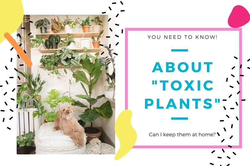 Pet Owners and New Mums and Dads - Know about 'Toxic Plants' - Tumbleweed Plants