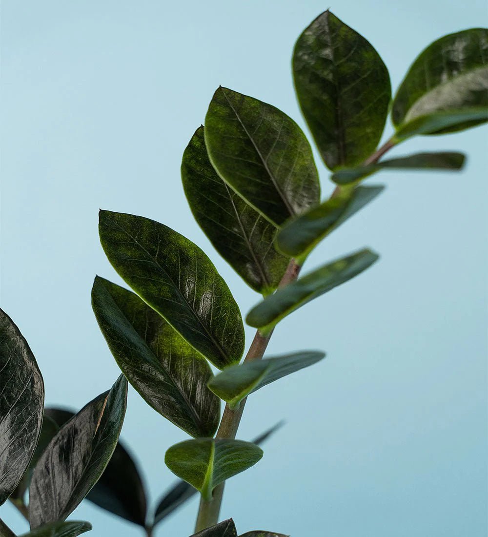 Plant of the Month: ZZ Plant for March - Tumbleweed Plants