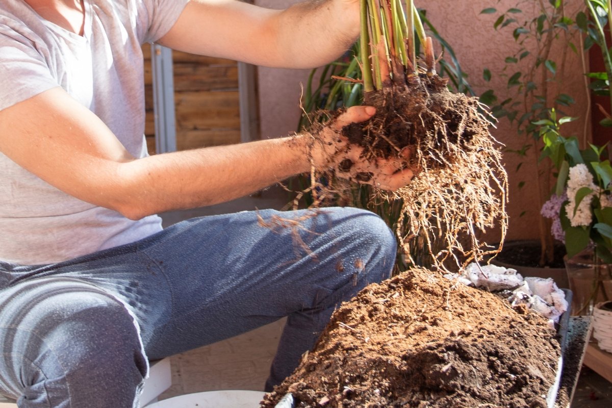 Potting mix: a 101 - Tumbleweed Plants