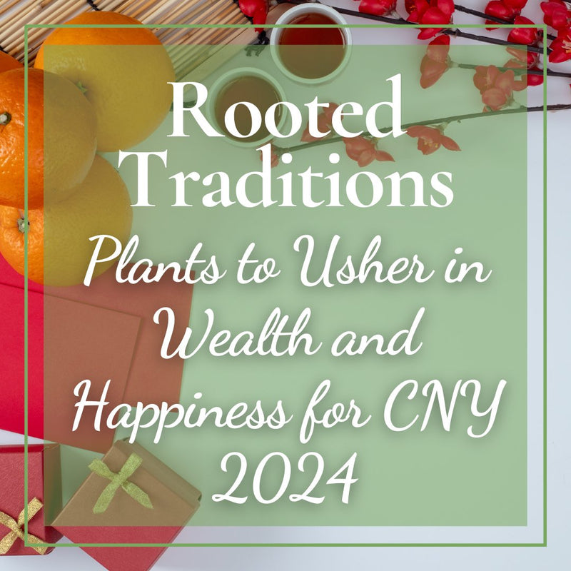 Rooted Traditions: Plants to Usher in Wealth and Happiness for CNY 2024 - Tumbleweed Plants