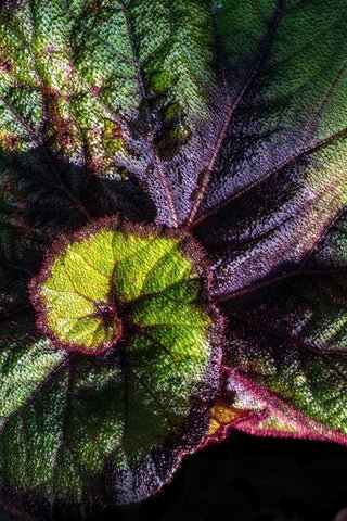 Strange and Spooky Plants That Will Make Your Halloween - Tumbleweed Plants