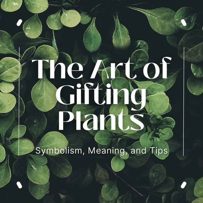 The Art of Gifting Plants: Symbolism, Meaning, and Tips - Tumbleweed Plants