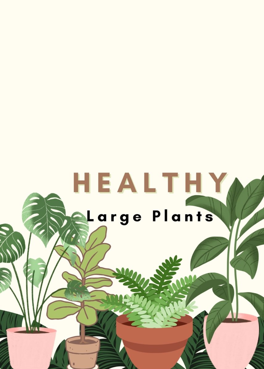 Tips For Keeping Large Plants Healthy - Tumbleweed Plants