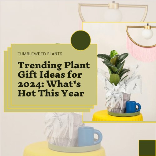 Trending Plant Gift Ideas for 2024: What's Hot This Year - Tumbleweed Plants