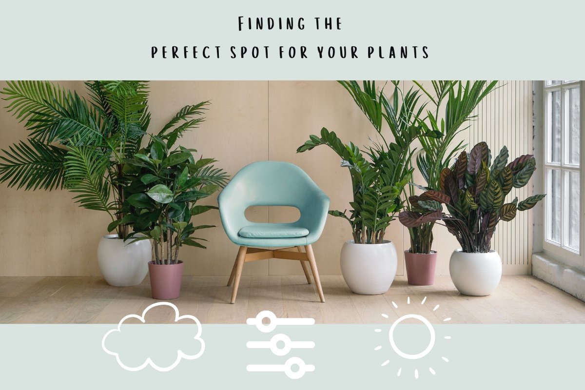 Understanding Light - Finding the right spot for your plants - Tumbleweed Plants