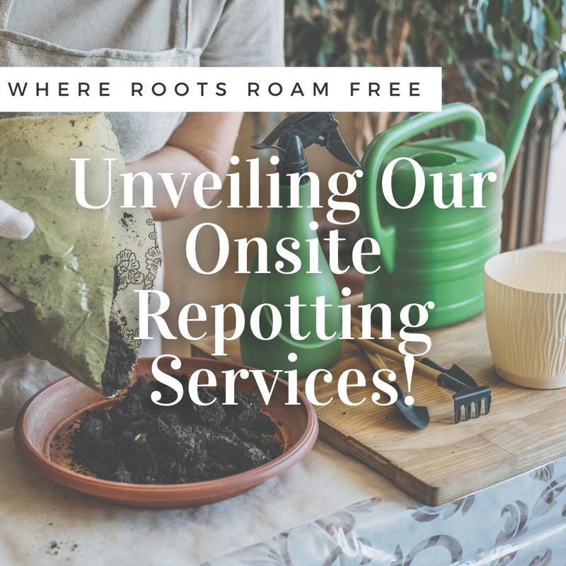 Where Roots Roam Free: Unveiling Our Onsite Repotting Services! - Tumbleweed Plants