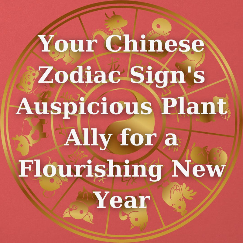 Your Chinese Zodiac Sign's Auspicious Plant Ally for a Flourishing New Year - Tumbleweed Plants