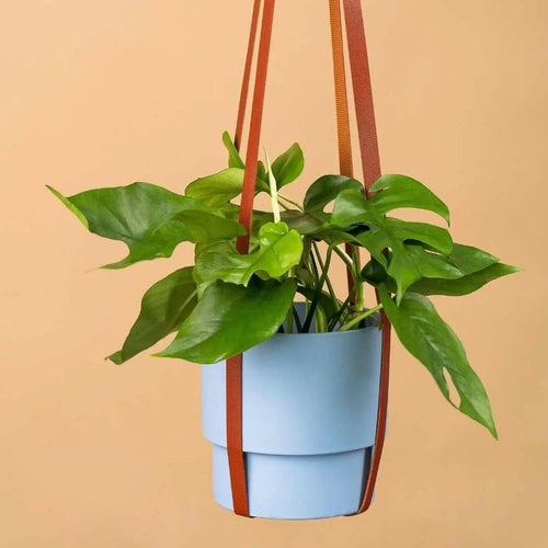 HANGING - Tumbleweed Plants