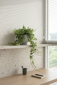 English Ivy Medium - Potted plant -  Tumbleweed Plants