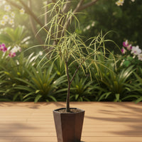 Bottle Tree Short (Brachychiton Rupestris)