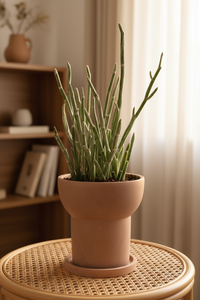 Blue Chalksticks - Pencil Plant Succulent - Potted plant -  Tumbleweed Plants