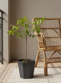 Neem Tree Plant - Potted plant -  Tumbleweed Plants