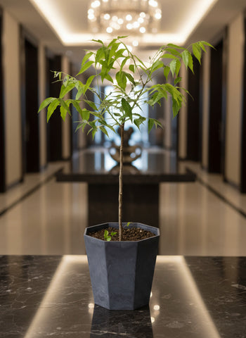Neem Tree Plant