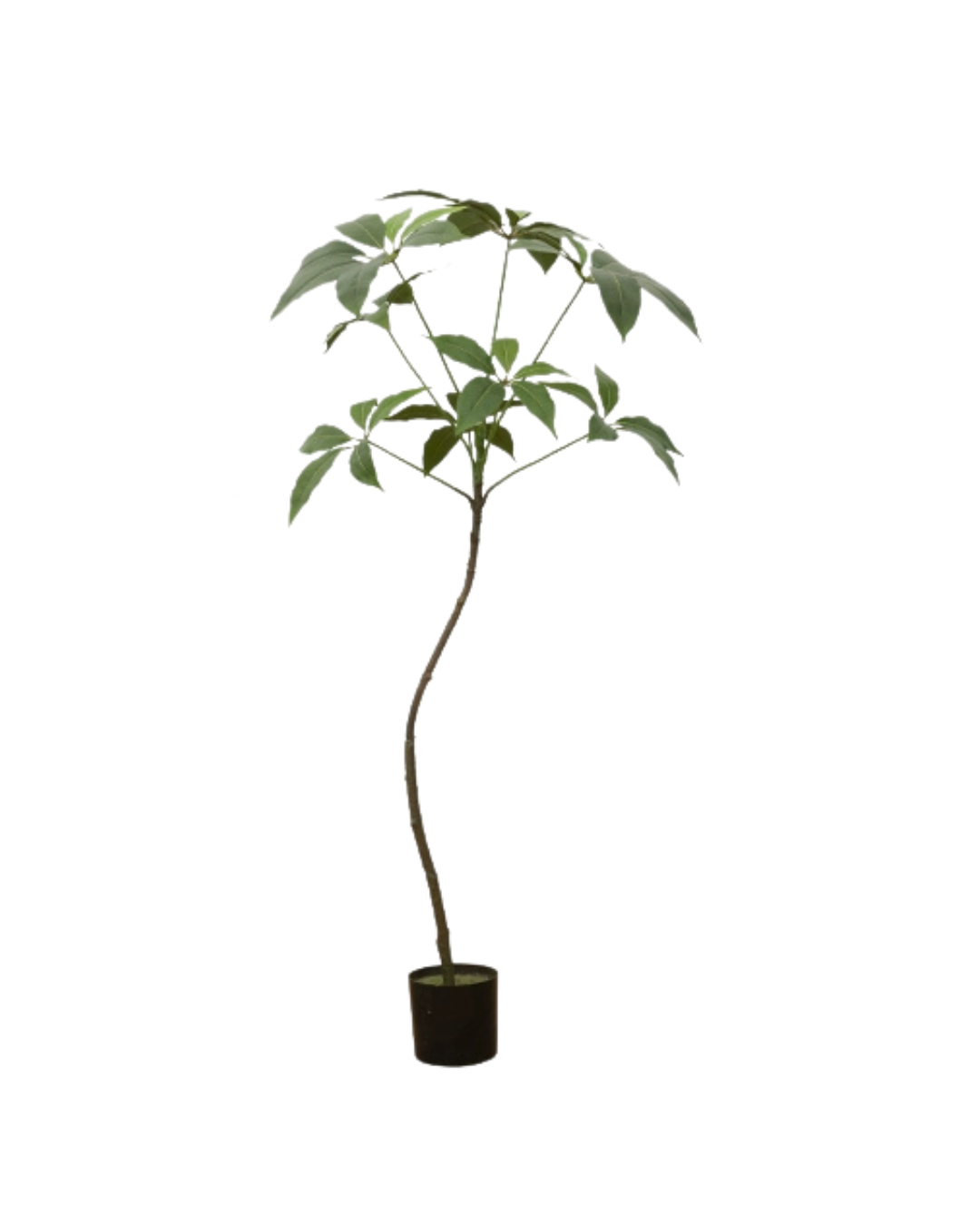 Umbrella Plant (Life-like Artificial) -  -  Tumbleweed Plants