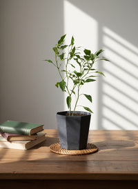 Chili Plant Padi Junior - Organic - Potted plant -  Tumbleweed Plants