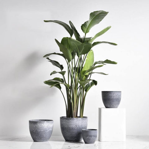 AirStone Egg Pots - Medium - blue / Medium / standard