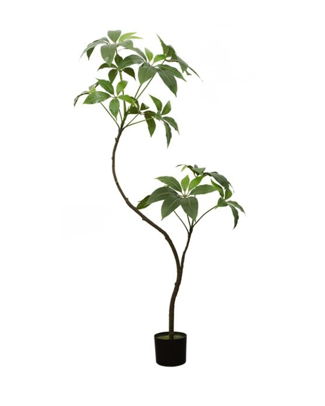 Umbrella Plant (Life-like Artificial) -  -  Tumbleweed Plants