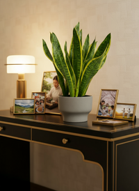 Sansevieria Trifasciata Laurentii Junior - Potted plant -  Tumbleweed Plants