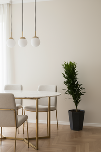Dracaena Compacta - Potted plant -  Tumbleweed Plants