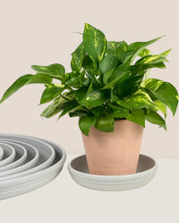 Plant Trays (Off-White) - Tray -  Tumbleweed Plants