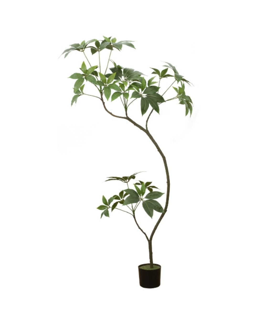 Umbrella Plant (Life-like Artificial) -  -  Tumbleweed Plants