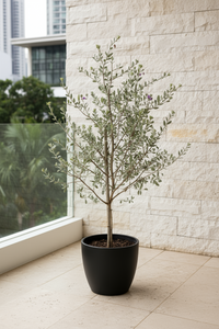 Leucophyllum Frutescens – Texas Sage / Silver Bush - Potted plant -  Tumbleweed Plants