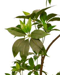 Umbrella Plant (Life-like Artificial) -  -  Tumbleweed Plants