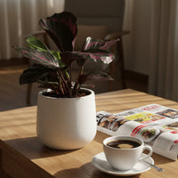 Calathea Roseopicta Purple