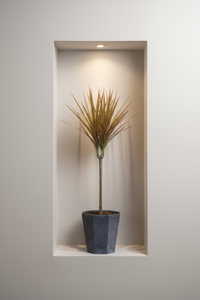 Dracaena Bicolour - Potted plant -  Tumbleweed Plants