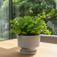 Assorted Mint Plant