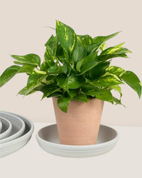 Plant Trays (Off-White) - Tray -  Tumbleweed Plants
