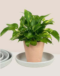 Plant Trays (Off-White) - Tray -  Tumbleweed Plants