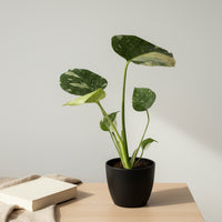 Monstera Thai Constellation Baby